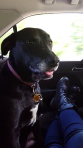 one exceptional life pet, smiling black lab hound mix