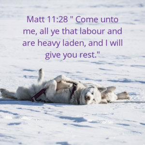 white husky dog lying on his back in snow, Matt 11:28 