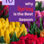 variety of colors of tulips, 10 reasons why spring is the best season, one exceptional life
