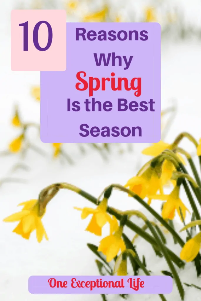 yellow daffodils blooming out of snow, 10 reasons why spring is the best season, one exceptional life