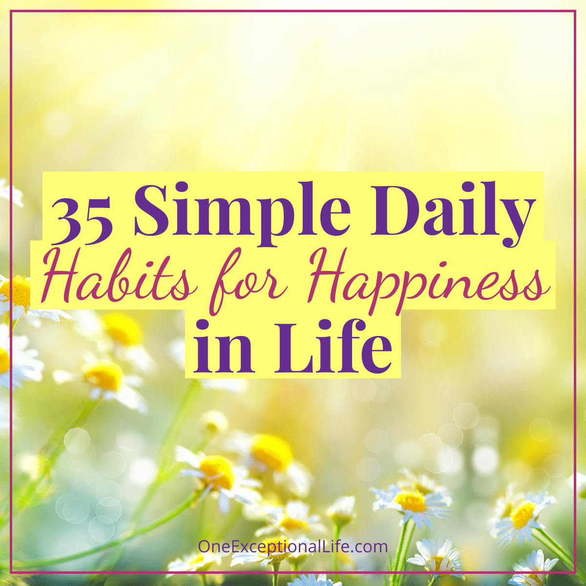 daisies, daily habits for happiness
